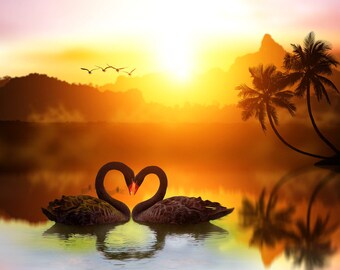 black swans sunrise sunset lovebirds hearts tropical beach nature peel and stick wallpaper wall mural or matching pillow case or coffee mugs