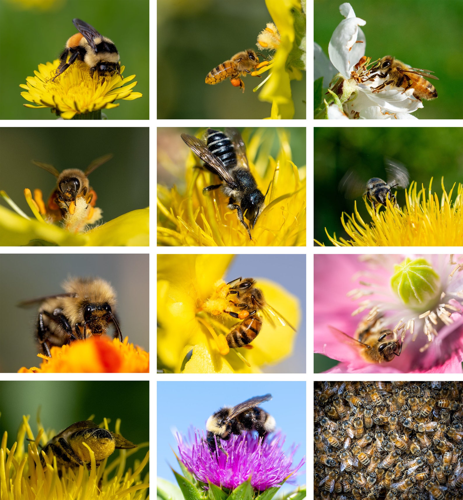 2024 Bee Calendar Etsy