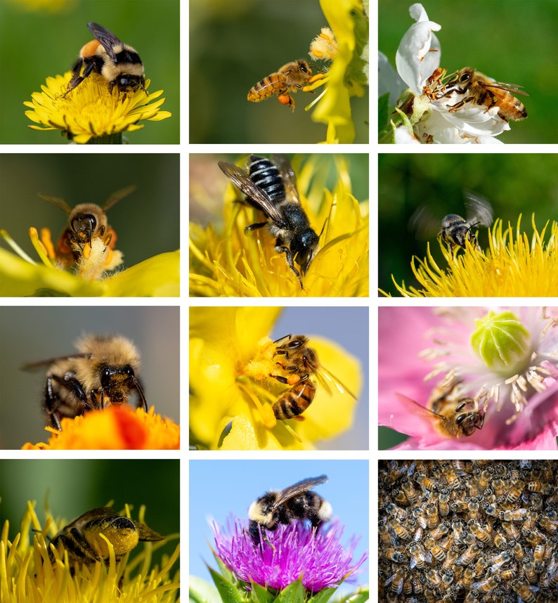 2024 Bee Calendar - Etsy