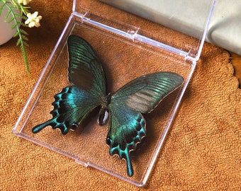 A butterfly specimen that is ethically sourced from the natural environment can be used for display on a desk or for educational purposes