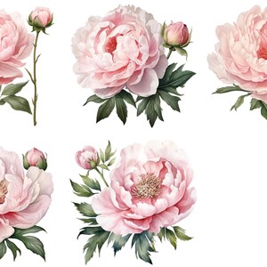 Clipart di peonie - Collezione di fiori rosa tenui splendidamente illustrati per download immediato e design a sublimazione