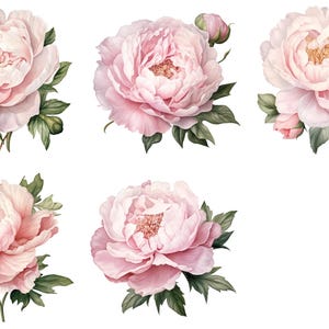Pfingstrosen Sammlung - Wunderschön Illustrierte Soft Pink Clipart für Sublimationsdesigns & Blumendekor - Instant Download