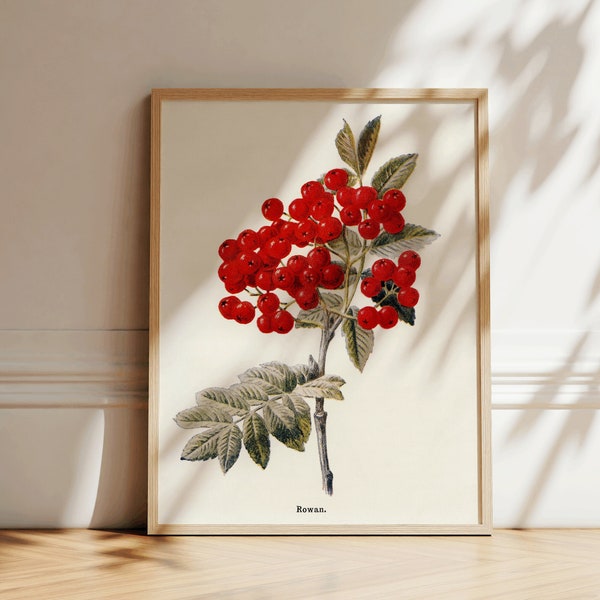 Rowan Tree Illustration | Botanical Poster | Rowan Tree Print | Vintage Nature Wall Art | Rowan Berry Design | Encyclopedia Illustration