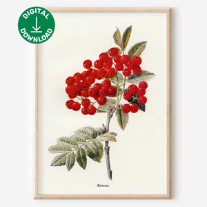 Rowan Tree Instant Download Botanical Poster Rowan Tree Digital Print Vintage Nature Downloadable Wallart Rowan Berry Printable Illustration