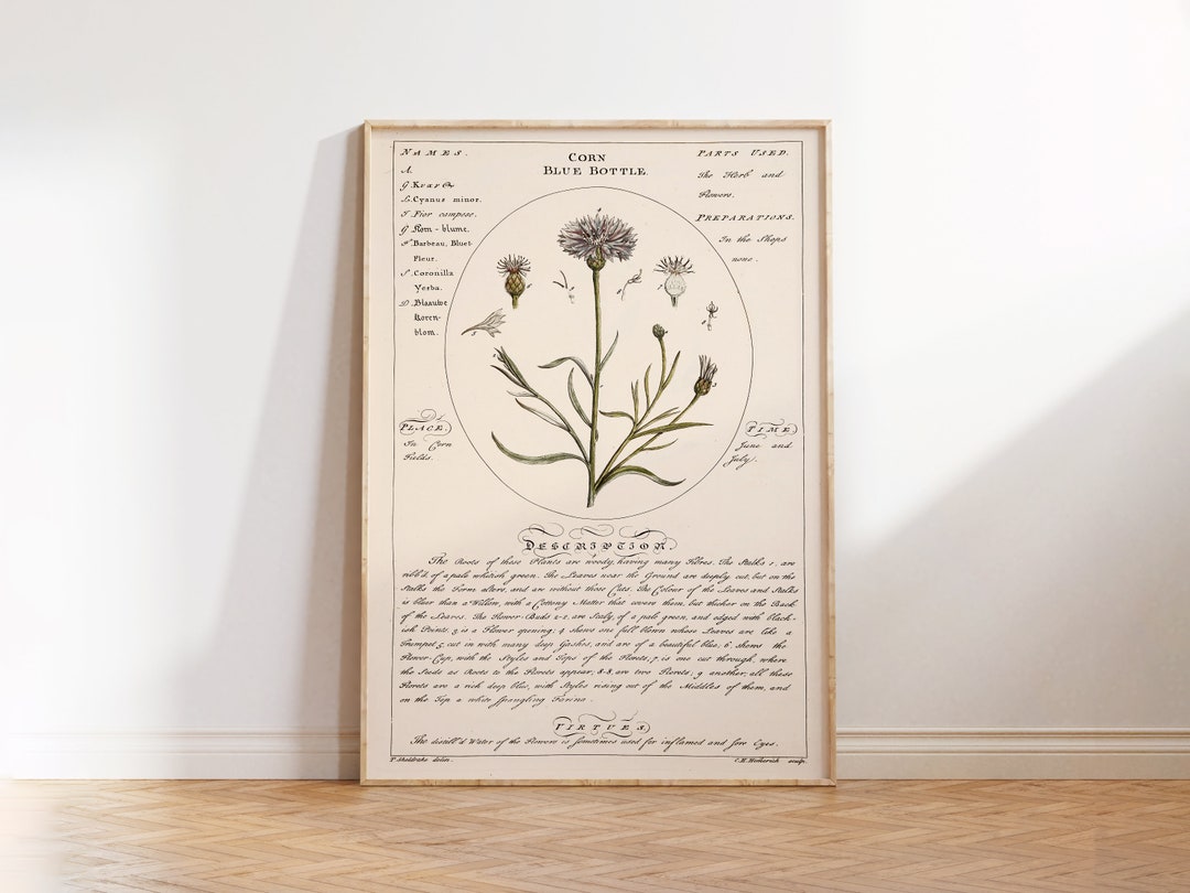 Common Broom Illustration Print Botanicum Medicinale Medicinale Herb ...