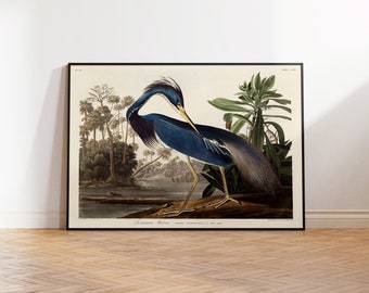 Louisiana Heron Wildlife Illustration Print - Audubon Birds | Retro Louisiana Heron Gallery Wall Art, Museum Exhibition Poster, Home Decor