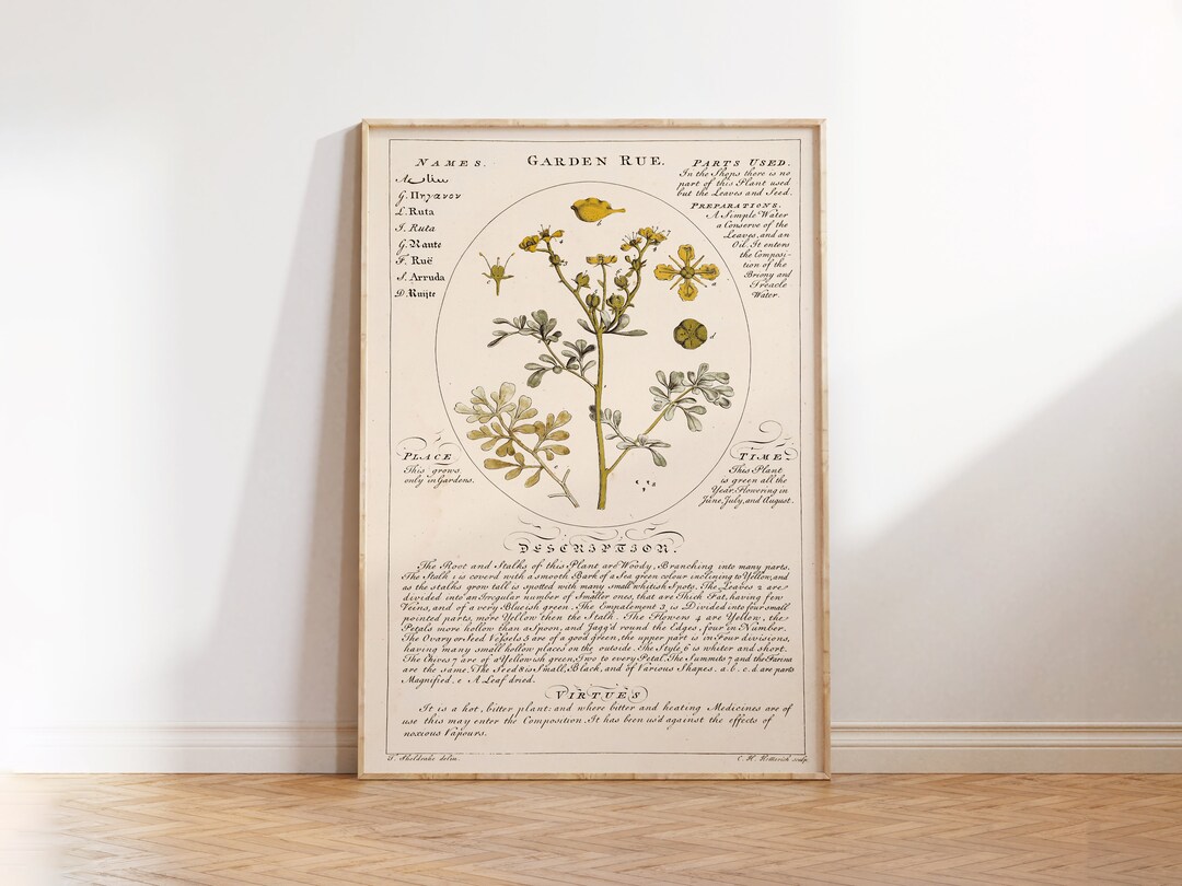 Garden Rue Illustration Print Botanicum Medicinale Medicinale Herb ...