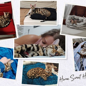 Wunderschönes, hochauflösendes Bild einer Bengal-Katze im Haus :-) | Katzenliebhaber | Bengal Katze | Katze | wilde Katzen | Leopard Katze | Katze Kunst