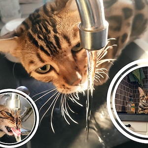 Beatiful, High Resolution Picture of a Drinking Bengal Cat  | Cat lovers | Bengal Cat | cat | wild cats | leopard cat | cat art