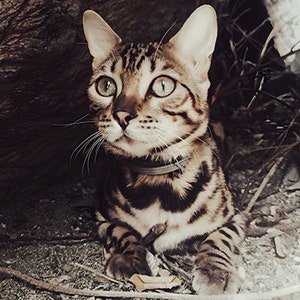 Wunderschönes, hochauflösendes Bild einer bengalischen Katze in einer Höhle | Katzenliebhaber | Bengal Katze | Katze ina natur | wilde Katzen | Leopard Katze | Katze Kunst |