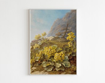 Primula auricula, Cowslips painting from 1900s | Digital Download | Pintable painting | vintage art | Wall Art