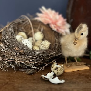 Duck chick with nest and eggs, taxidermy duck chick with real bird nest filled with empty eggs, Easter decoration, Easter eggs, Easter
