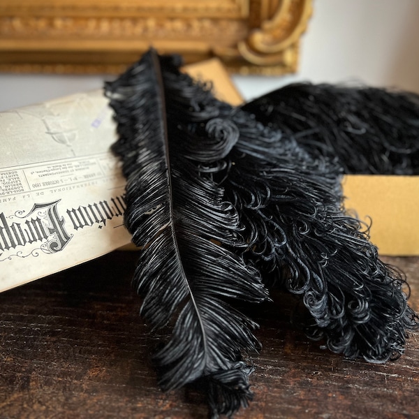 Antique ostrich feathers, set of three black hat feathers from around 1900, Belgium. Authentic and original large feathers from the 19th century.