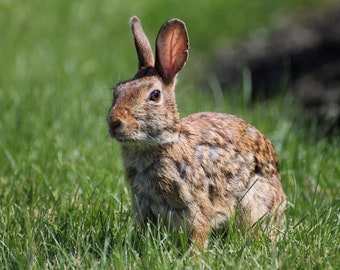 Backyard Bunny.