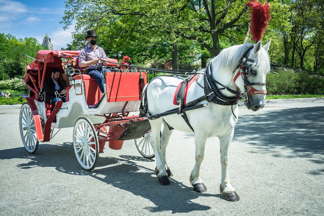 Central Park Horse and Buggy, Central Park, NYC, Horse Photography