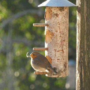 Peut inclure: Un rouge-gorge perché sur une mangeoire à oiseaux en bois de bouleau. La mangeoire a un toit en métal et plusieurs trous d'alimentation. Le rouge-gorge tient un morceau de nourriture dans son bec.