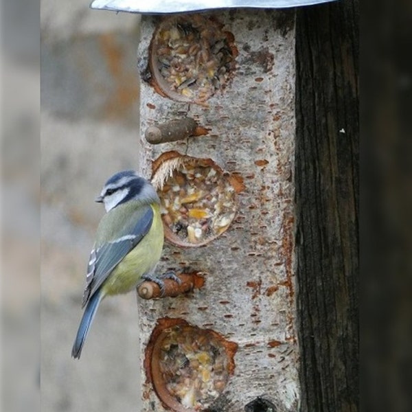 Bûche de survie Mangeoire pour oiseaux