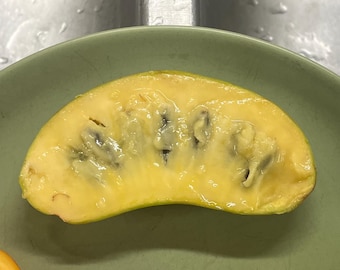 How to grow pawpaw from seed (Asimina triloba) - Haoma Selections How to grow pawpaw from seed (Asimina triloba) - Haoma Selections