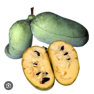 Best Deal! 50 pawpaw seeds. Premium, stratified, Organic.