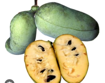 May include: Two halves of a pawpaw fruit, revealing the yellow flesh and black seeds. The fruit is green on the outside and has a smooth, slightly elongated shape.