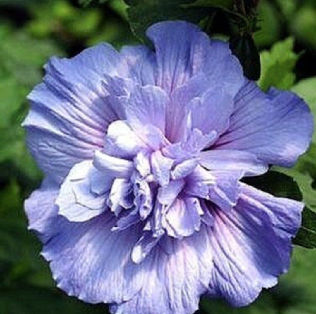 Rare Double Rose of Sharon Seeds 10 Etsy
