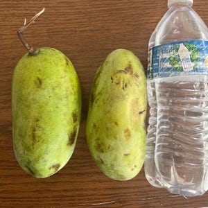 Advanced Pawpaw seeds 10, Organize, Free Shipping
