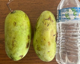 May include: Two green pawpaw fruits next to a clear plastic water bottle. The bottle has a blue label with white text that reads "Bottles less than 1 litre are best to make sure you refill your bottle."