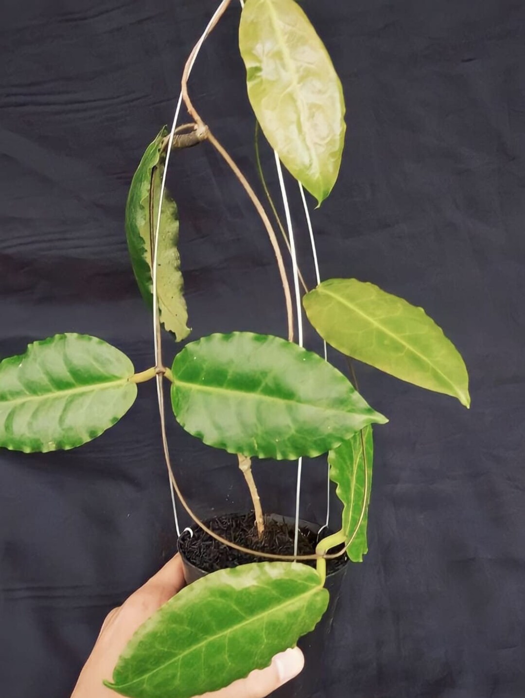 Hoya Versteegii plant Live Hoya Sp Indonesia Free Etsy