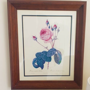Vintage Wood Framed Pierre Joseph Redoute Rosa Muscosa Botanical Print 20x17