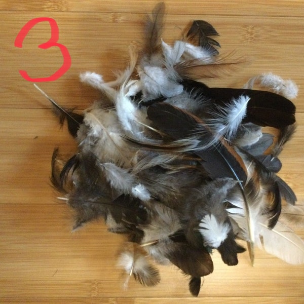 Chicken Feathers Etsy
