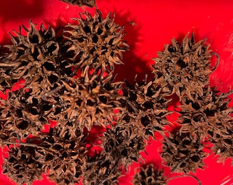 Sweet Gum tree Balls / pods, Witch’s Burrs