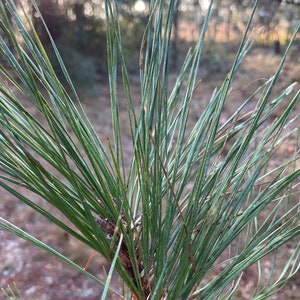 Green Long Leaf Pine Needles: Crafting, Weaving, Tea