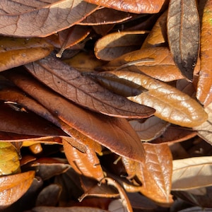 Leaf litter- Florida Live Oak-  free shipping