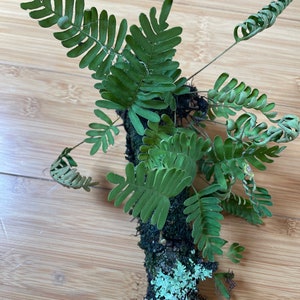 Live Resurrection Ferns (Pleopeltis polypodioides) - includes part of branch, or leaf mulch - multiple ferns- free shipping