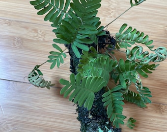 Live Resurrection Ferns (Pleopeltis polypodioides) - includes part of branch, or leaf mulch - multiple ferns- free shipping