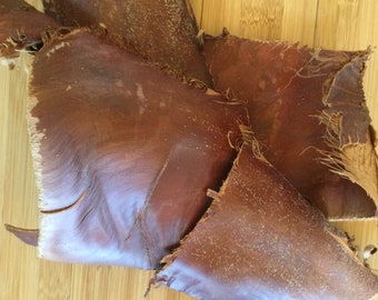 Cut Palm Bark Pieces: Natural Terrarium & Craft Supply