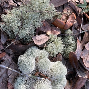 Live Reindeer Moss / lichen ( Cladonia rangiferina) -from ForestFloora -free shipping