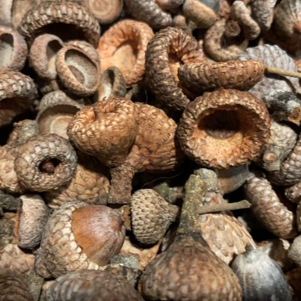 Acorn caps- assorted sizes-  free shipping