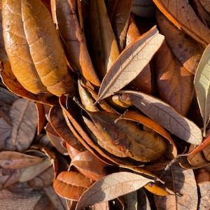 Habitat Variety Pack- Live Oak leaf litter, palm bark, wood chunks