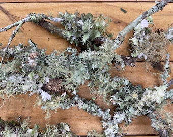 Live Lichen Twigs / branches with lichen, moss and air plants by Forestfloora- free shipping