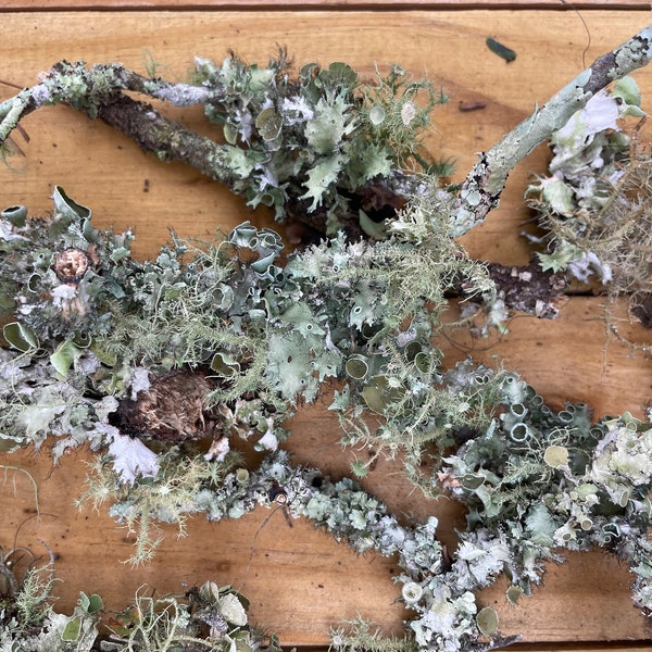 Live Lichen Twigs / branches with lichen, moss and air plants by Forestfloora- free shipping