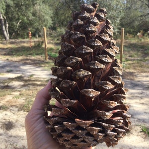 May include: A large, brown pine cone with a rough, textured surface. The cone is held in a person's hand.