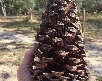 Large Pine Cones ( 5-7 inches long)- free shipping