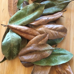 Southern Magnolia leaves- fresh green or dried- free shipping