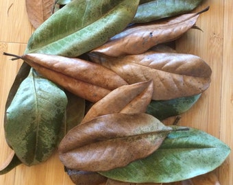 Southern Magnolia leaves- fresh green or dried- free shipping