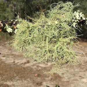 Live Usnea Lichen Twigs / branches, Old man’s beard moss, for habitats, terrarium  by Forestfloora- free shipping