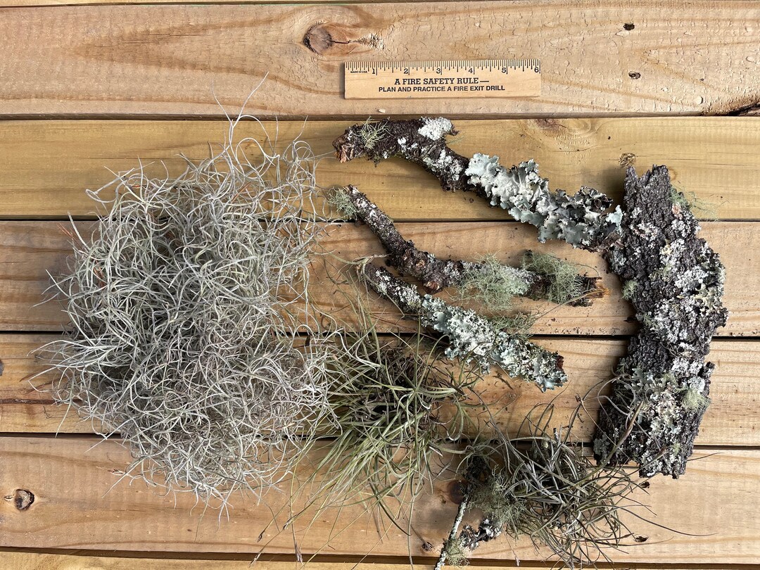 Live Lichen Variety Pack Lichen Covered Branches, Ball Moss Air Plants