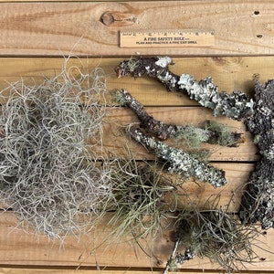 May include: A collection of air plants and pieces of driftwood with lichen growing on them.  The air plants are a light green color and the driftwood is a light brown color.  The lichen is a white and gray color.  "A FIRE SAFETY RULE - PLAN AND PRACTICE A FIRE EXIT DRILL" is written on a ruler in the image.