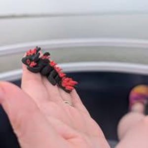 K&ouml;nnte beinhalten: Eine kleine, modellierte Drachenfigur in Schwarz mit leuchtend roten Akzenten entlang des R&uuml;ckens, des Kopfes und des Schwanzes. Das Wesen weist ein detailliertes, strukturiertes Aussehen mit markanten Stacheln entlang der Wirbels&auml;ule auf.