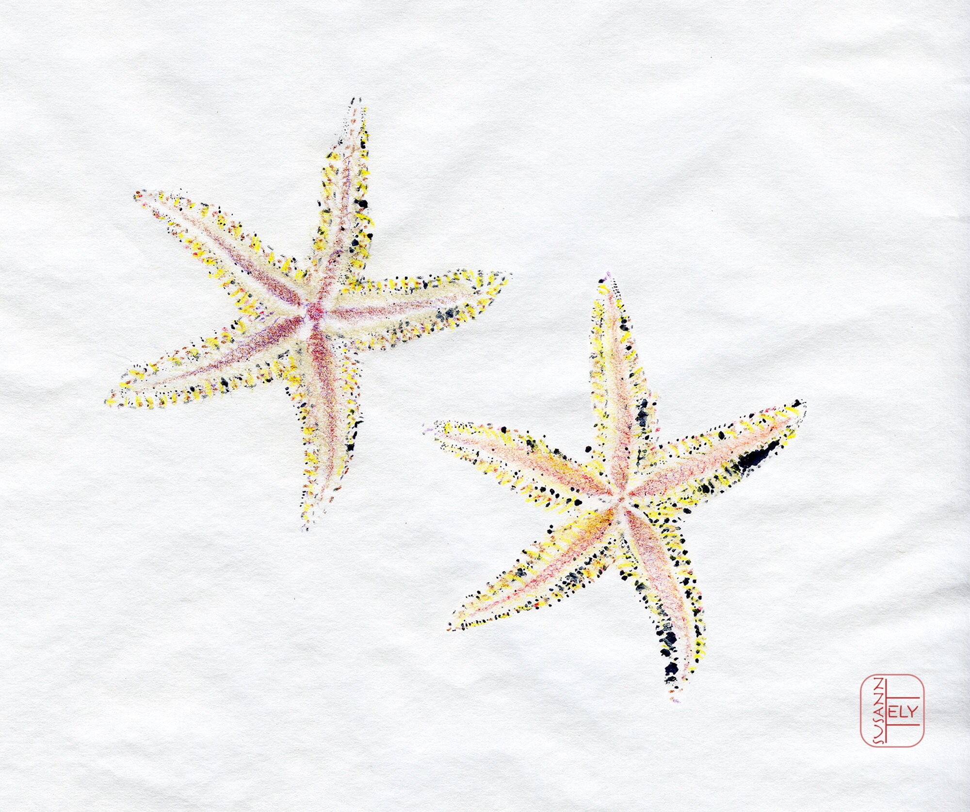 Gyotaku Sea Life Note Cards: Starfish, Abalone, Shrimp - Etsy
